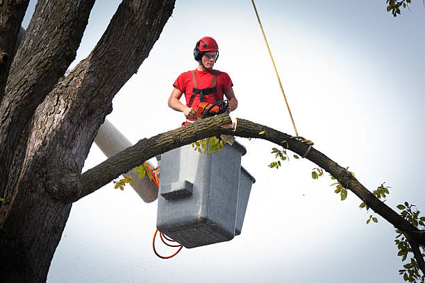 How Our Tree Care Process Works  in  Four Corners, TX